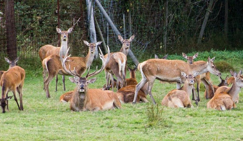 Gite Du Cerf Birkenwald Esterno foto