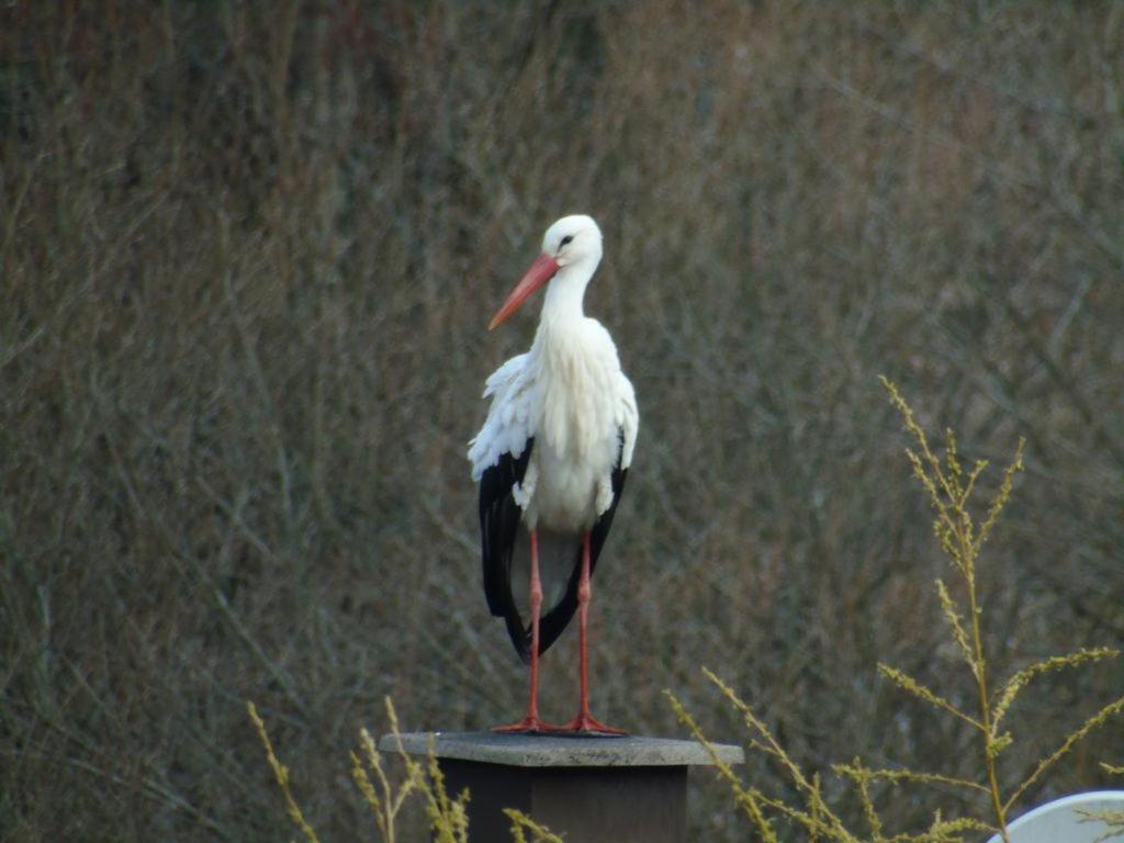 Gite Du Cerf Birkenwald Esterno foto