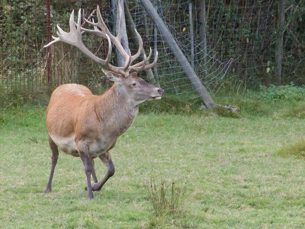 Gite Du Cerf Birkenwald Esterno foto