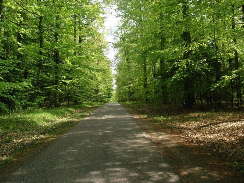 Gite Du Cerf Birkenwald Esterno foto