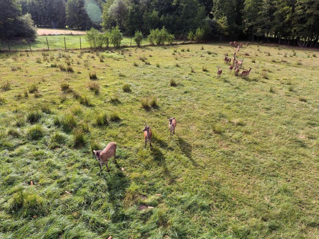 Gite Du Cerf Birkenwald Esterno foto
